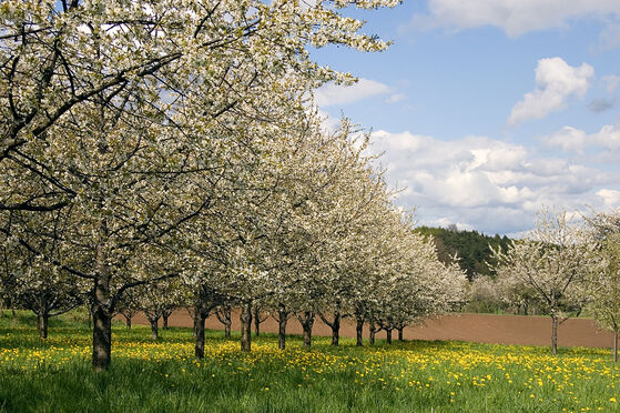Kirschblüte in der Fränkischen Schweiz ©Foto: Simon Koopmann